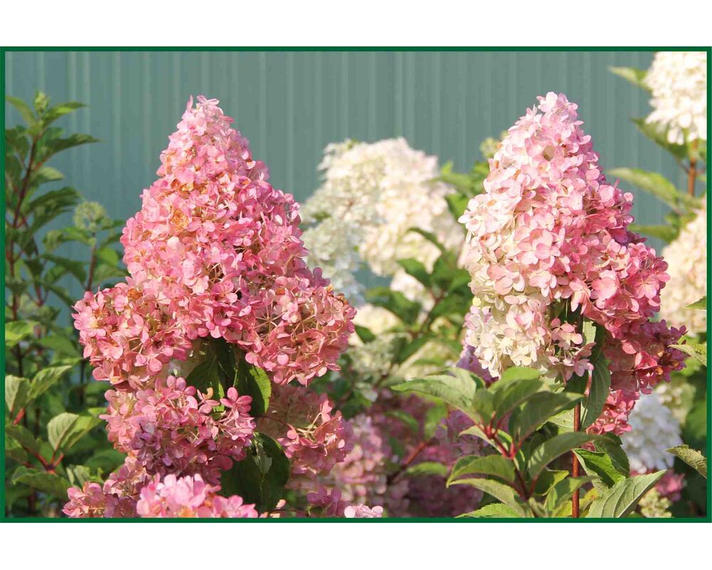 Hydrangea4936　0901 Hortensja bukietowa Sundae Fraise C3 30 - 40 cm - Bricomarche.pl