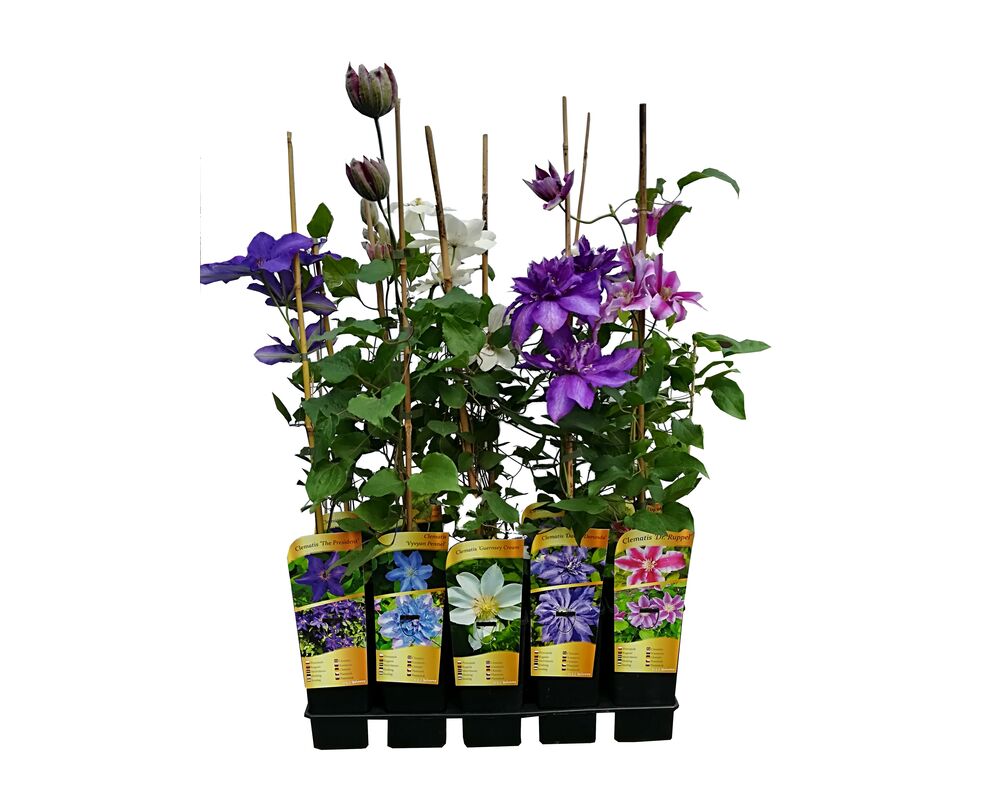 Powojnik Special Edition C2 90 x 11 cm mix