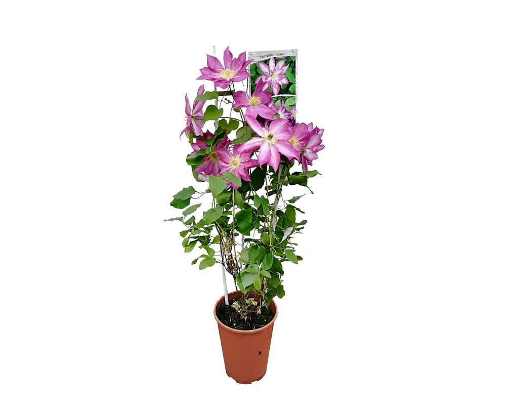 Powojnik C4 wys. 90 cm don. 18 cm mix