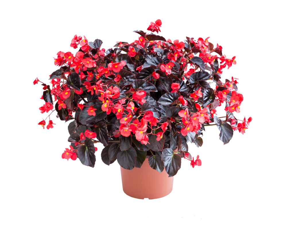 Begonia Viking wys. 30 cm don. 12 cm
