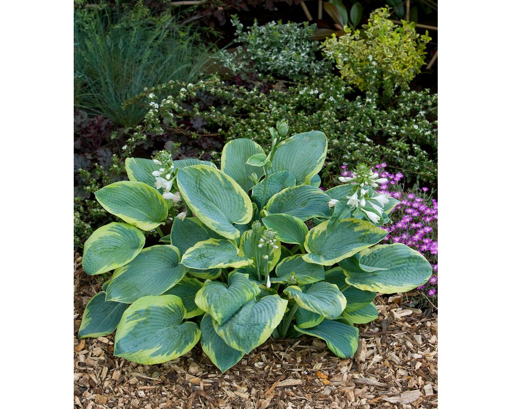 Funkia-Hosta wys. 35 cm don. 17 cm
