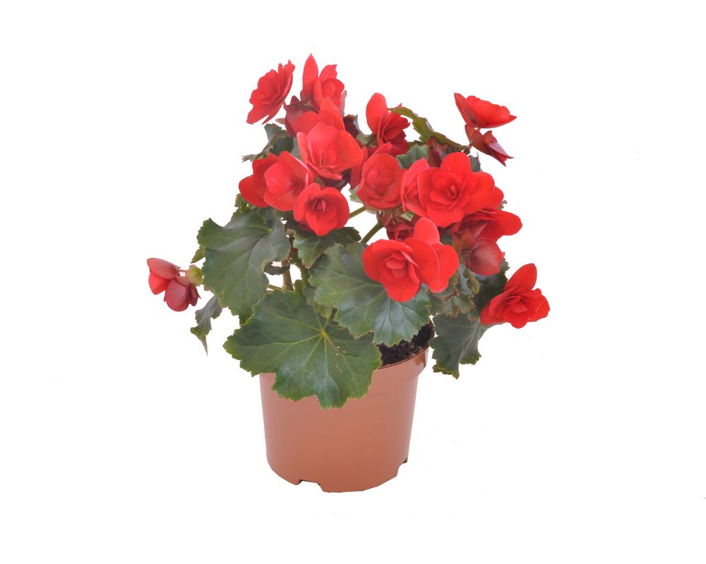 Begonia Solenia, wys. 35 cm, don. 12 cm