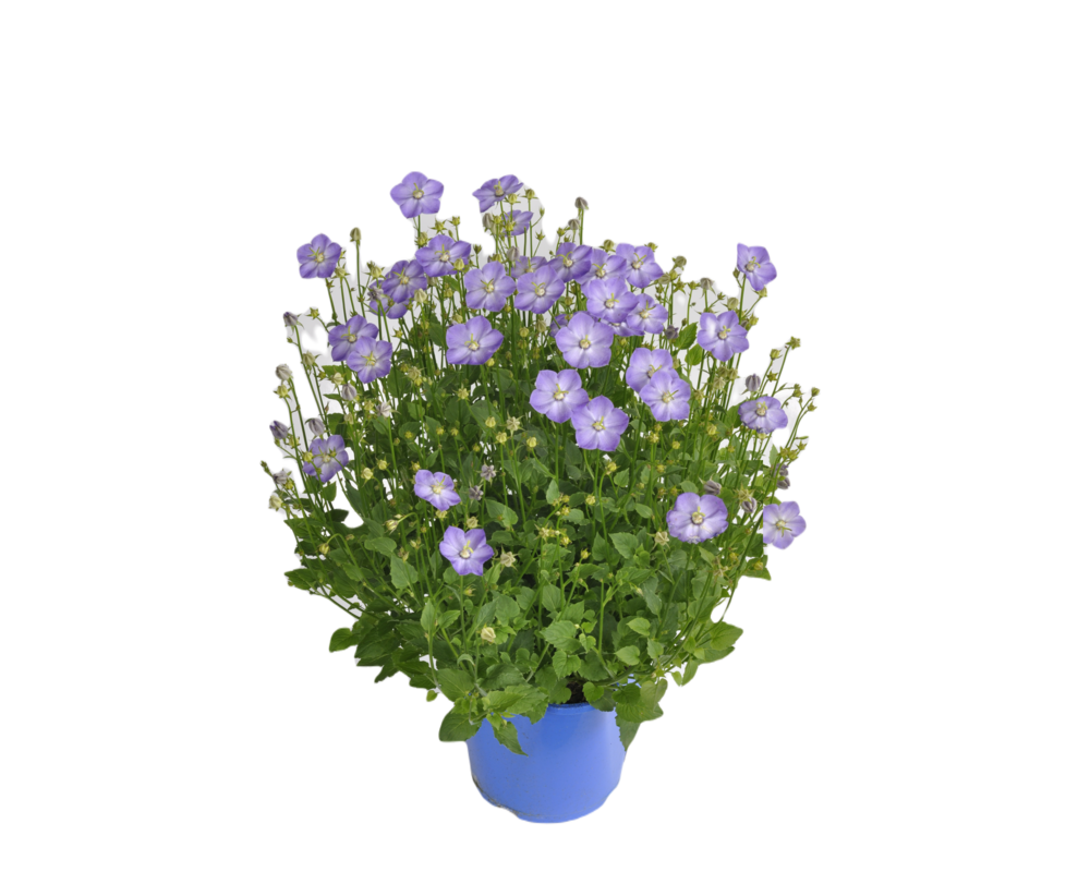 Campanula wys. 40 cm don. 17 cm