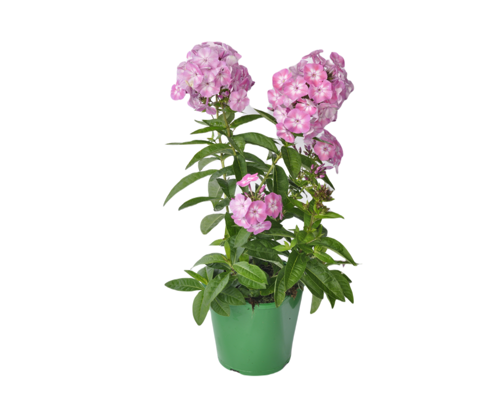 Phlox wys. 40 cm don. 17 cm