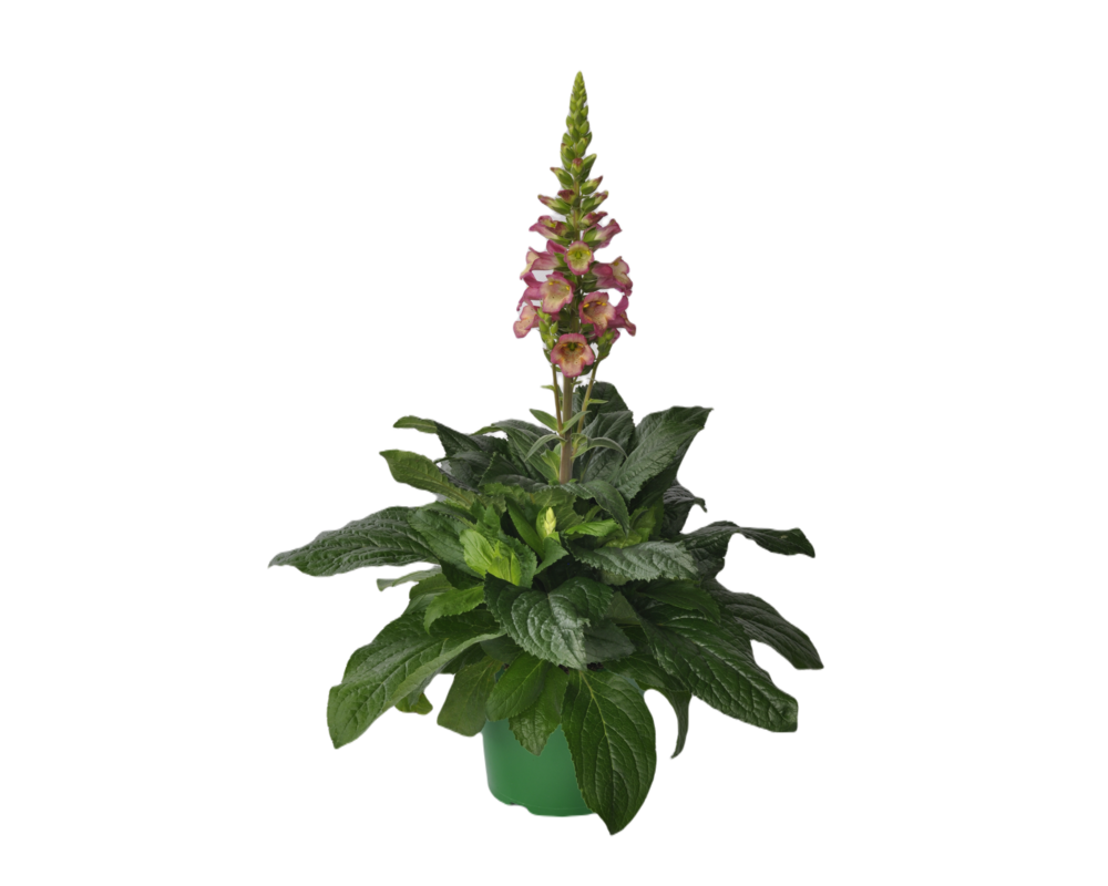 Digitallis wys. 40 cm don. 17 cm
