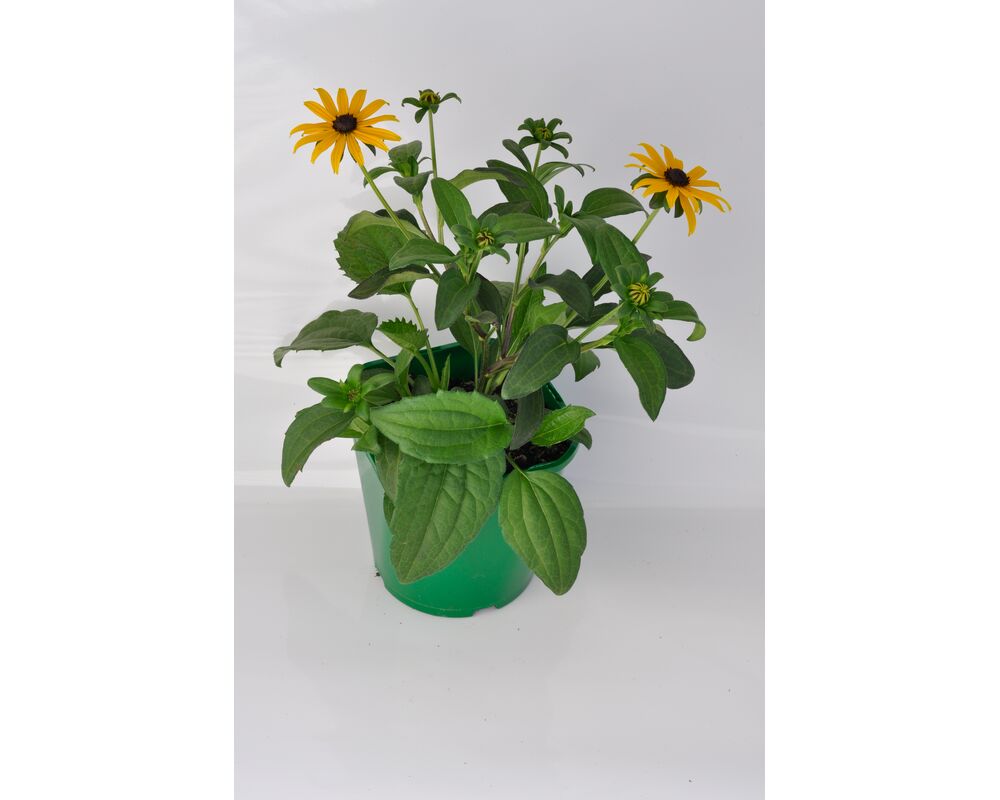 Rudbekia, wys. 40 cm, don. 17 cm