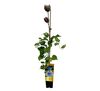 Powojnik Special Edition C2 90 x 11 cm mix