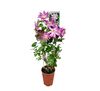 Powojnik C4 wys. 90 cm don. 18 cm mix