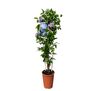 Powojnik C4 wys. 90 cm don. 18 cm mix
