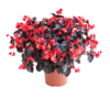 Begonia Viking wys. 30 cm don. 12 cm