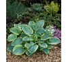 Funkia-Hosta wys. 35 cm don. 17 cm