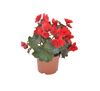 Begonia Solenia, wys. 35 cm, don. 12 cm