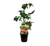 Pomidor rozsada wys. 40 cm don 9 cm