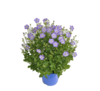 Campanula wys. 40 cm don. 17 cm
