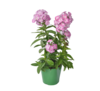 Phlox wys. 40 cm don. 17 cm