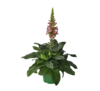 Digitallis wys. 40 cm don. 17 cm