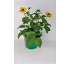 Rudbekia, wys. 40 cm, don. 17 cm