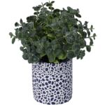 Sukulent w doniczce 23 cm ciemnozielony