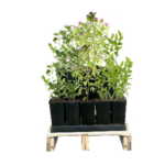 Budleja mix odmian 11 cm