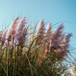 Trawa pampasowa 60 x 11 cm mix