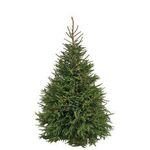 Świerk pospolity cięty 190 - 240 cm