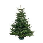 Jodła kaukaska premium cięta 175 - 200 cm