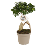 Bonsai Ficus microcarpa 35 x 12 cm
