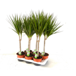 Dracena obrzeżona 70 cm doniczka 17 cm