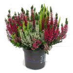 Wrzos trójkolorowy 30 x 13 cm