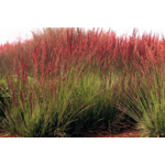 Trawa ozdobna C2 60 cm 2 l mix