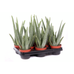 Aloes wys. 35 cm, don. 10 cm