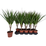 Dracena obrzeżona wys. 45 cm don. 12 cm