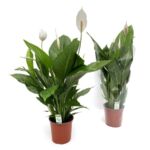 Skrzydłokwiat 60 x 17 cm