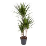 Dracena Marginata 3 pnie 90 x 21 cm