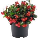 Golteria Big Berry 20 x 12 cm