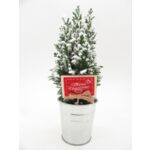 Cyprysik Ellwoodii ze śniegiem w cynkowej osłonce z pikiem 30 x 10 cm