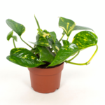 Epipremium wys. 20 cm don. 12 cm
