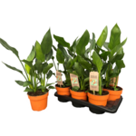 Strelicja Nicolai 60 cm doniczka 17 cm