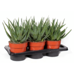 Aloes drzewiasty 40 cm doniczka 17 cm