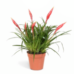 Vriesea Multiflower Astrid 40 x 12 cm