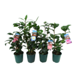 Kamelia japońska mix 40 x 12 cm