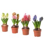 Hiacynt 3 cebule 20 x 11 cm mix