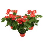 Anthurium 50 x 14 cm mix