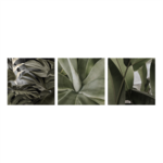 Obraz Canvas Set 3x 32 x 32 ST766 Leaves