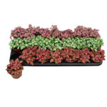 Fitonia 12 cm doniczka 8 cm