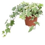 Bluszcz 20 cm doniczka 13 cm