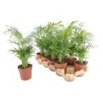 Palma koralowa 50 cm doniczka 12 cm