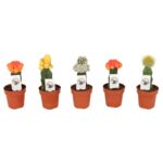 Kaktus Gymnocalycium 20 cm doniczka 8,5 cm