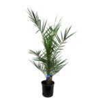 Daktylowiec kanaryjski 80 cm doniczka 15 cm