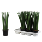 Sansewieria cylindryczna wys.40 cm doniczka 12 cm